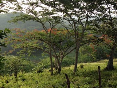 Jamaica Hike
